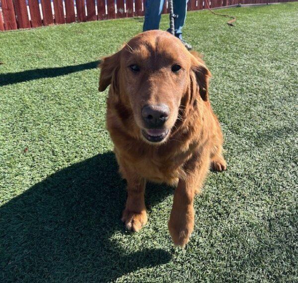 ADOPTED 1/17/25!! Ruby-7 years old (Female) - Image 4