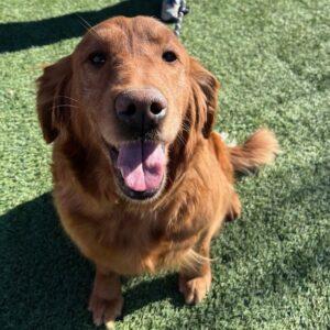 ADOPTED 1/17/25!! Ruby-7 years old (Female)