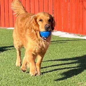 ADOPTED 2/1/25!! Mumford-4 years old (Male)