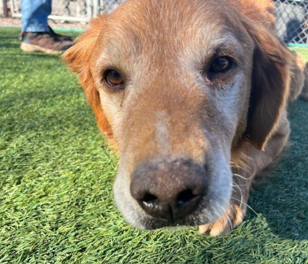 ADOPTED 2/1/25!! Buddy-10 years old (Male) - Image 7