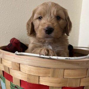 ADOPTED!!! 3 Golden Retriever/Portuguese Water dog puppies.