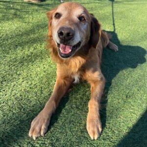 ADOPTED 2/1/25!! Buddy-10 years old (Male)
