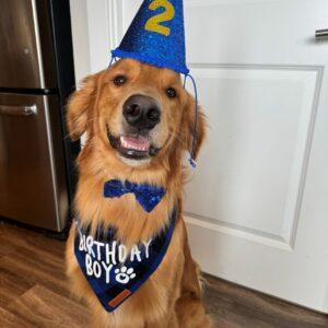 ADOPTED 2/9/25!!! Bruno-3 years old (Male)