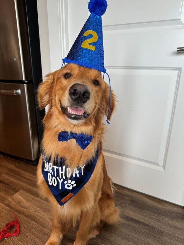 ADOPTED 2/9/25!!! Bruno-3 years old (Male)