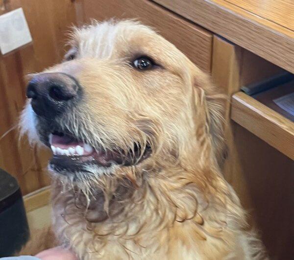 ADOPTED 2/21/25!!  Banks-7 months old (Male) Goldendoodle - Image 2