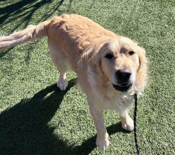 ADOPTED 3/1/25!! Dutch-2.5 years old (Male) - Image 8