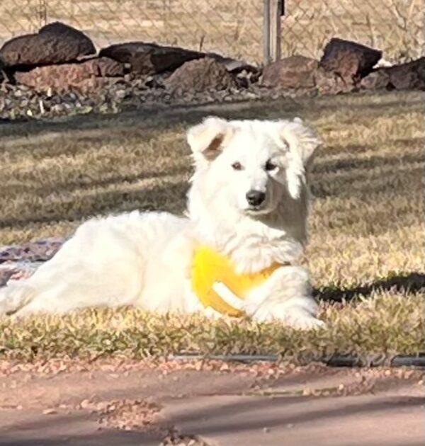 ADOPTED 4/4/25!!! Sissy-6 months old (Female)-Golden Retriever mix - Image 6