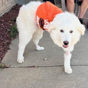 ADOPTED 4/4/25!!! Sissy-6 months old (Female)-Golden Retriever mix