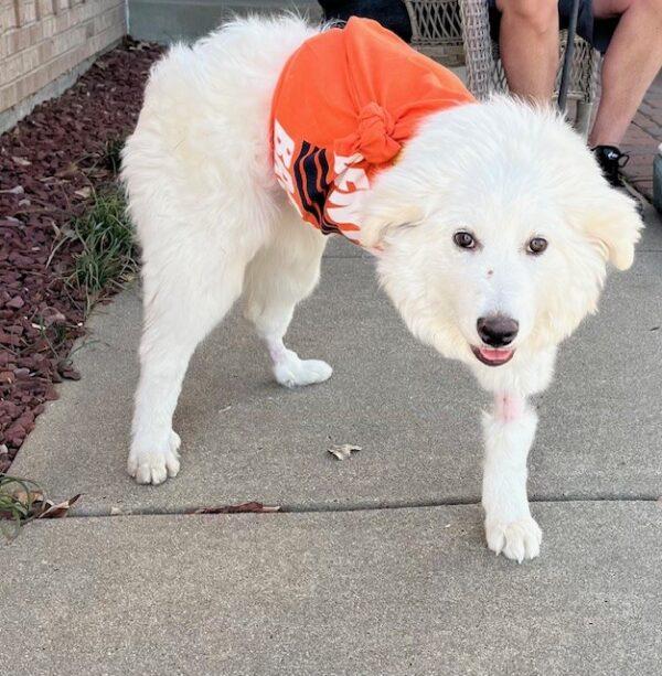 ADOPTED 4/4/25!!! Sissy-6 months old (Female)-Golden Retriever mix