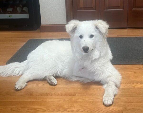 ADOPTED 4/4/25!!! Sissy-6 months old (Female)-Golden Retriever mix - Image 5
