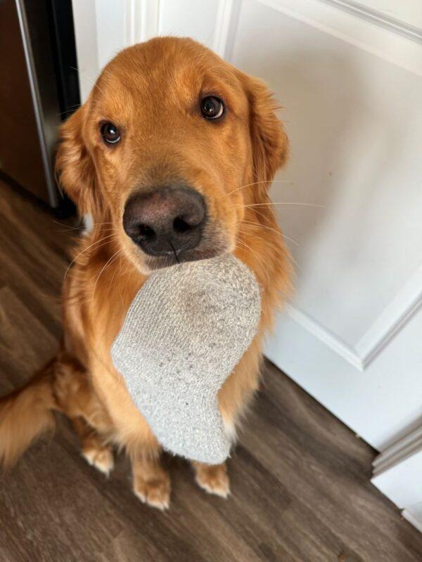 ADOPTED 2/9/25!!! Bruno-3 years old (Male) - Image 3