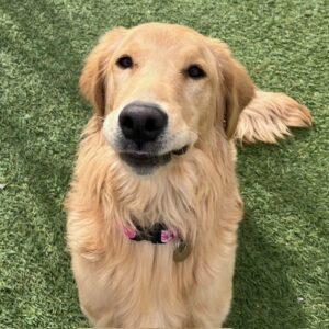 ADOPTED 2/13/25!! Aspen-7 months old (Female)