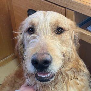 ADOPTED 2/21/25!!  Banks-7 months old (Male) Goldendoodle