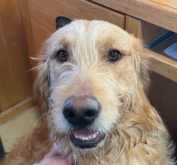 ADOPTED 2/21/25!!  Banks-7 months old (Male) Goldendoodle