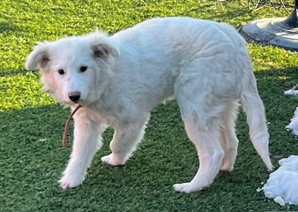 ADOPTED 4/4/25!!! Sissy-6 months old (Female)-Golden Retriever mix - Image 2