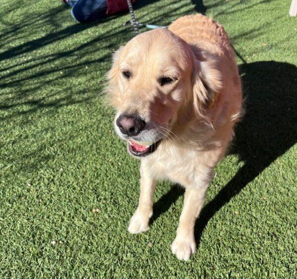 ADOPTED 3/1/25!! Dutch-2.5 years old (Male) - Image 2