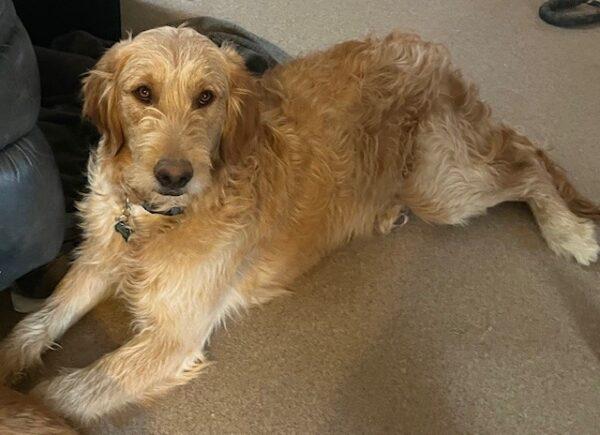 ADOPTED 2/21/25!!  Banks-7 months old (Male) Goldendoodle - Image 4