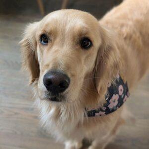 ADOPTED 2/8/25!! Annie-2 years old (Female)