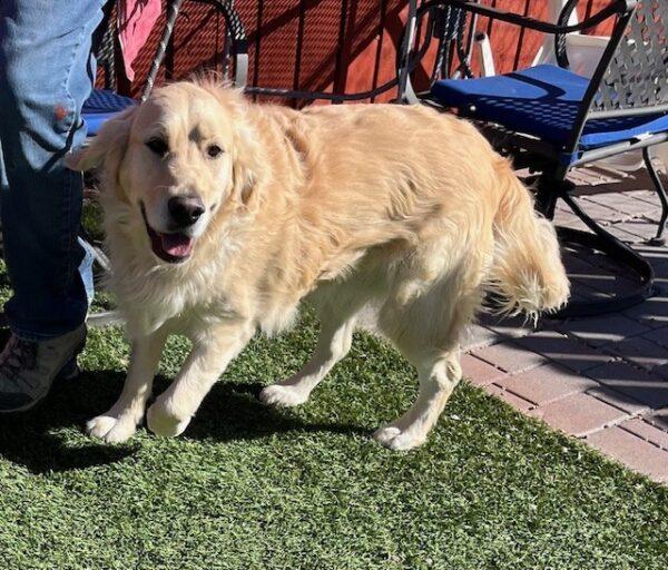 ADOPTED 3/1/25!! Dutch-2.5 years old (Male) - Image 3