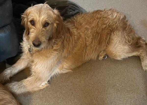 ADOPTED 2/21/25!!  Banks-7 months old (Male) Goldendoodle - Image 5