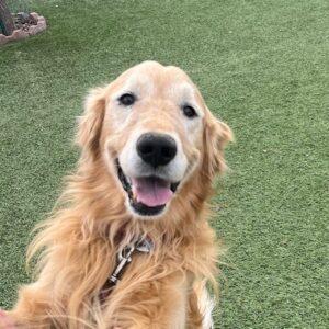 ADOPTED 2/20/25!! Rocky-6 years old (Male)