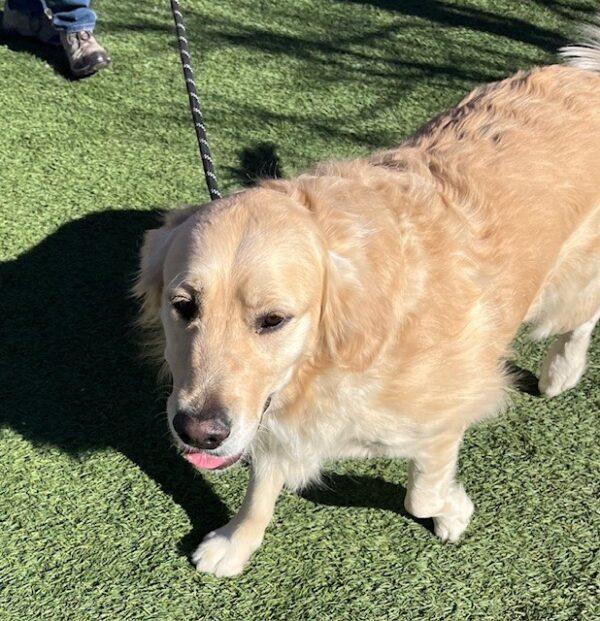 ADOPTED 3/1/25!! Dutch-2.5 years old (Male) - Image 6