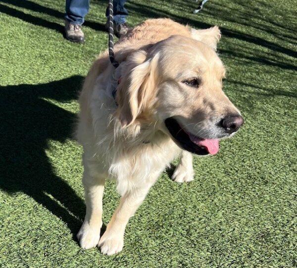 ADOPTED 3/1/25!! Dutch-2.5 years old (Male) - Image 7