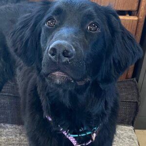 ADOPTED 3/16/25!! Avalanche-1 year old (Male) Golden Retriever/black Lab mix