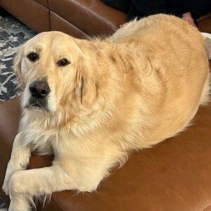 ADOPTED 3/1/25!! Dutch-2.5 years old (Male)