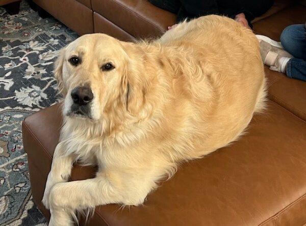 ADOPTED 3/1/25!! Dutch-2.5 years old (Male)