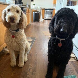 ADOPTED 3/15/25!! BONDED PAIR!!! Earl & Grey-2 years old-Male (Goldendoodles)