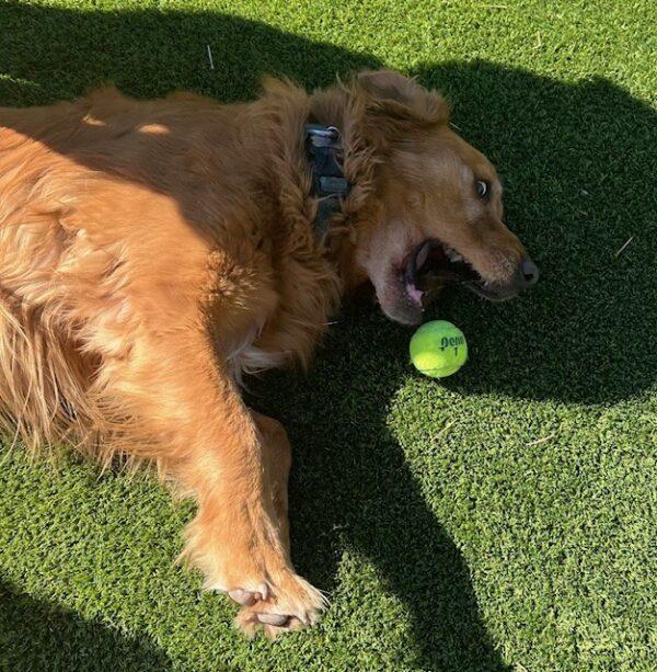 ADOPTED 3/29/25!! BONDED Pair!! Koda-5 years old (Male) Golden Retriever & Rosie-3.5 years old (Female) Doodle - Image 14