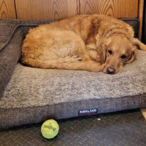 ADOPTED 3/29/25!! Grady-5 years old (Male)