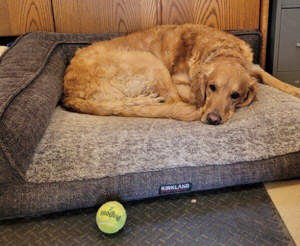 ADOPTED 3/29/25!! Grady-5 years old (Male)