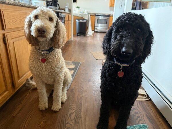 ADOPTED 3/15/25!! BONDED PAIR!!! Earl & Grey-2 years old-Male (Goldendoodles)