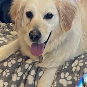ADOPTED 3/14/25!! CeeCee-7 years old (Female)