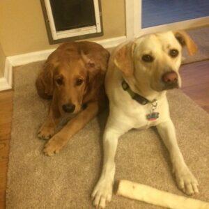 ADOPTED 3/9/25!! BONDED PAIR!! Rocky-6.5 years (Male-Golden Retriever) & Lexie-7.5 years old (Female-lab)