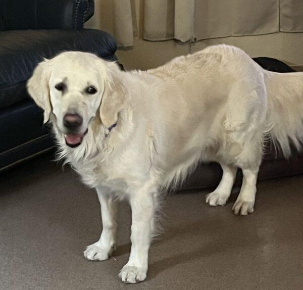 ADOPTED 3/28/25!!! Skye-4.5 years old (Female) - Image 2