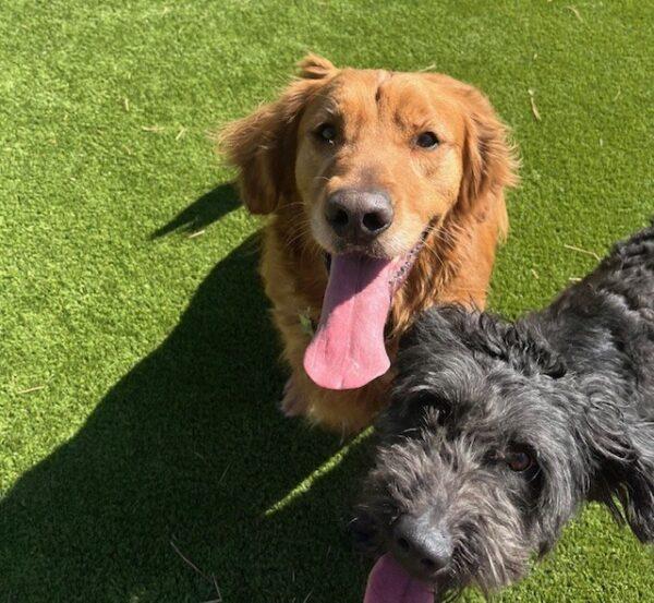 ADOPTED 3/29/25!! BONDED Pair!! Koda-5 years old (Male) Golden Retriever & Rosie-3.5 years old (Female) Doodle - Image 3