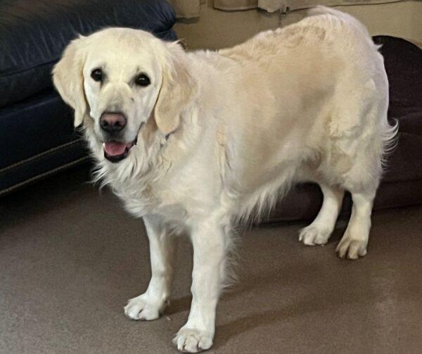 ADOPTED 3/28/25!!! Skye-4.5 years old (Female) - Image 3