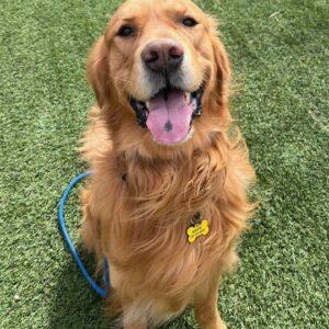 ADOPTED 4/23/25!! Theodore-4 years old (Male)