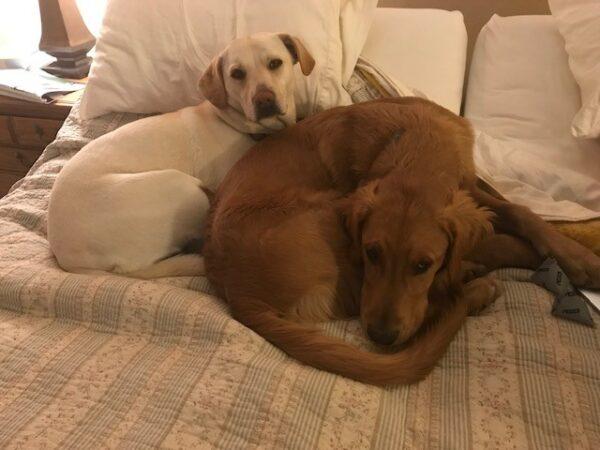 ADOPTED 3/9/25!! BONDED PAIR!! Rocky-6.5 years (Male-Golden Retriever) & Lexie-7.5 years old (Female-lab) - Image 5