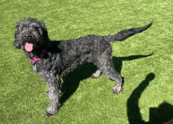 ADOPTED 3/29/25!! BONDED Pair!! Koda-5 years old (Male) Golden Retriever & Rosie-3.5 years old (Female) Doodle - Image 4
