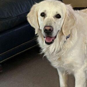 ADOPTED 3/28/25!!! Skye-4.5 years old (Female)