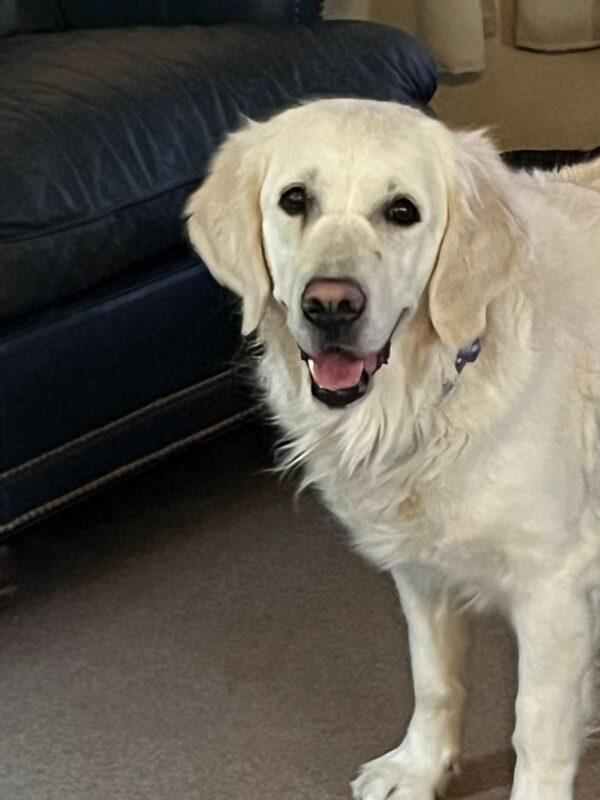 ADOPTED 3/28/25!!! Skye-4.5 years old (Female)