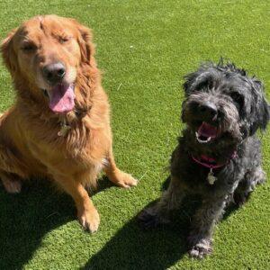 ADOPTED 3/29/25!! BONDED Pair!! Koda-5 years old (Male) Golden Retriever & Rosie-3.5 years old (Female) Doodle
