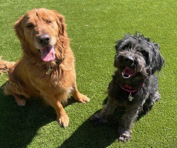 ADOPTED 3/29/25!! BONDED Pair!! Koda-5 years old (Male) Golden Retriever & Rosie-3.5 years old (Female) Doodle
