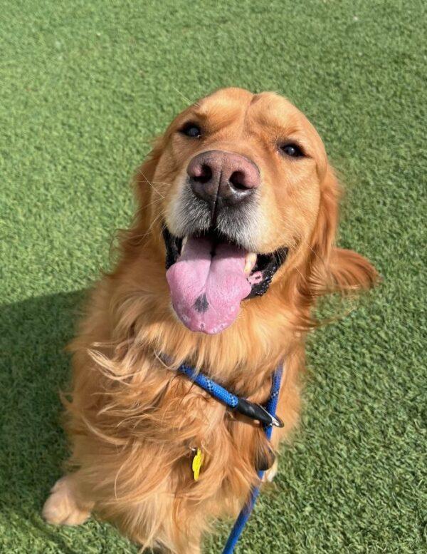 ADOPTED 4/23/25!! Theodore-4 years old (Male) - Image 5