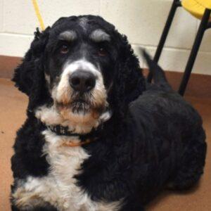 ADOPTED 4/27/25!! Lucas-3 years old (Male) Bernedoodle