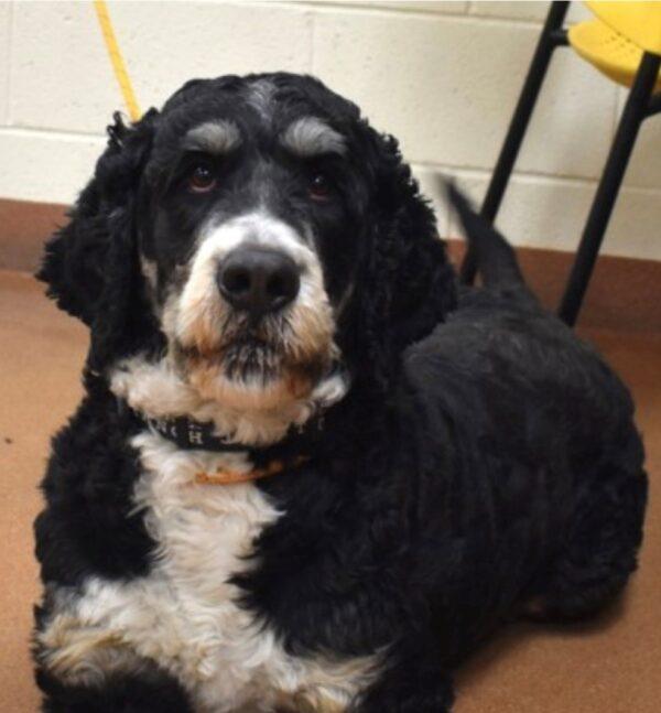 ADOPTED 4/27/25!! Lucas-3 years old (Male) Bernedoodle